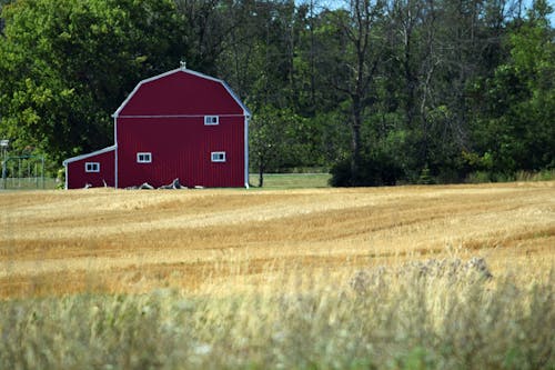 Free stock photo of barn, crop, farm