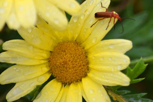 Free stock photo of bug, flower, red bug