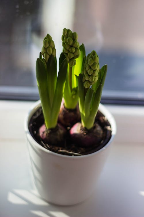 Potted Green Indoor Plant on White Surface