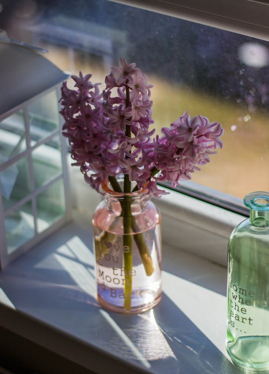 免費 玻璃窗旁邊的透明玻璃花瓶中的紫色風信子花 圖庫相片