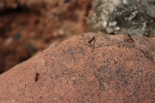 Gratis lagerfoto af insekt, miljø, myre