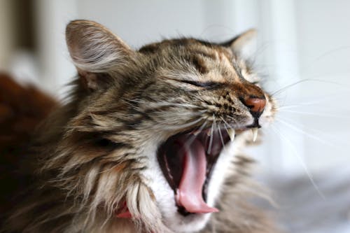 Brown Tabby Cat Yawning