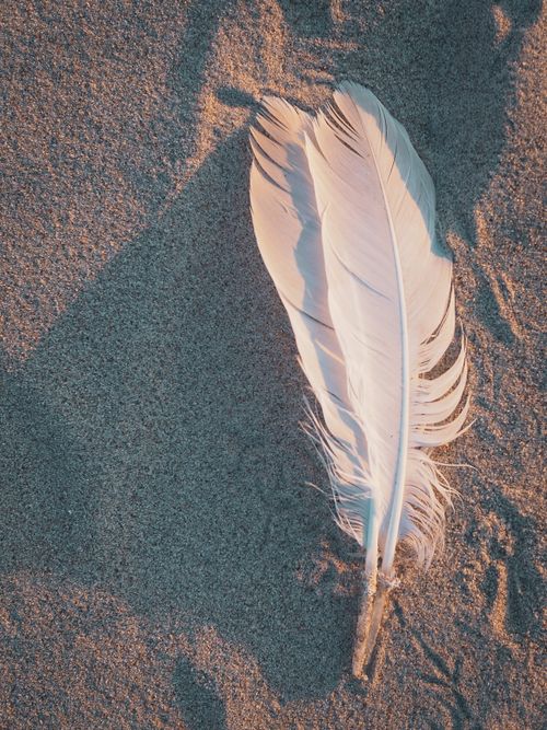 Free A serene image of a feather resting gently on sand, casting a soothing shadow. Stock Photo