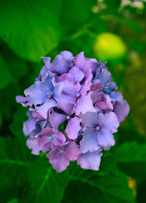 Základová fotografie zdarma na téma detail, indigo, krásná květina