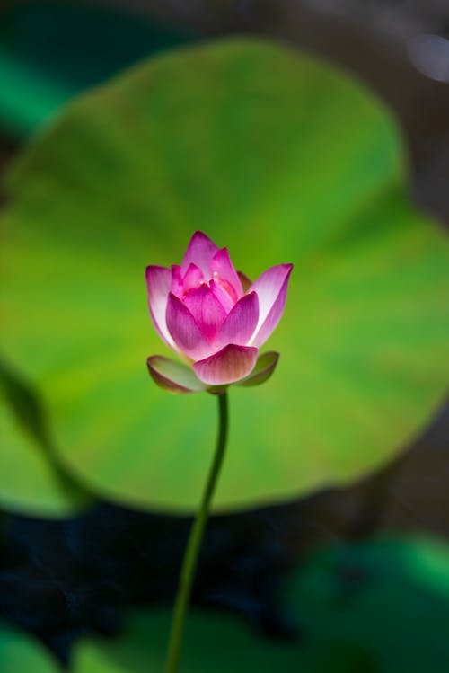 Free Close Up Photo of a Pink Flower in Bloom Stock Photo