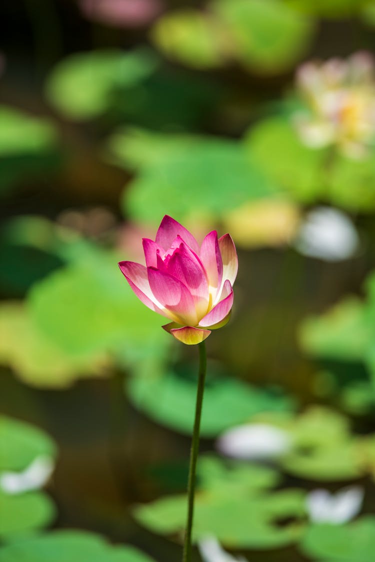 Purple Lotus Flower In Close-up