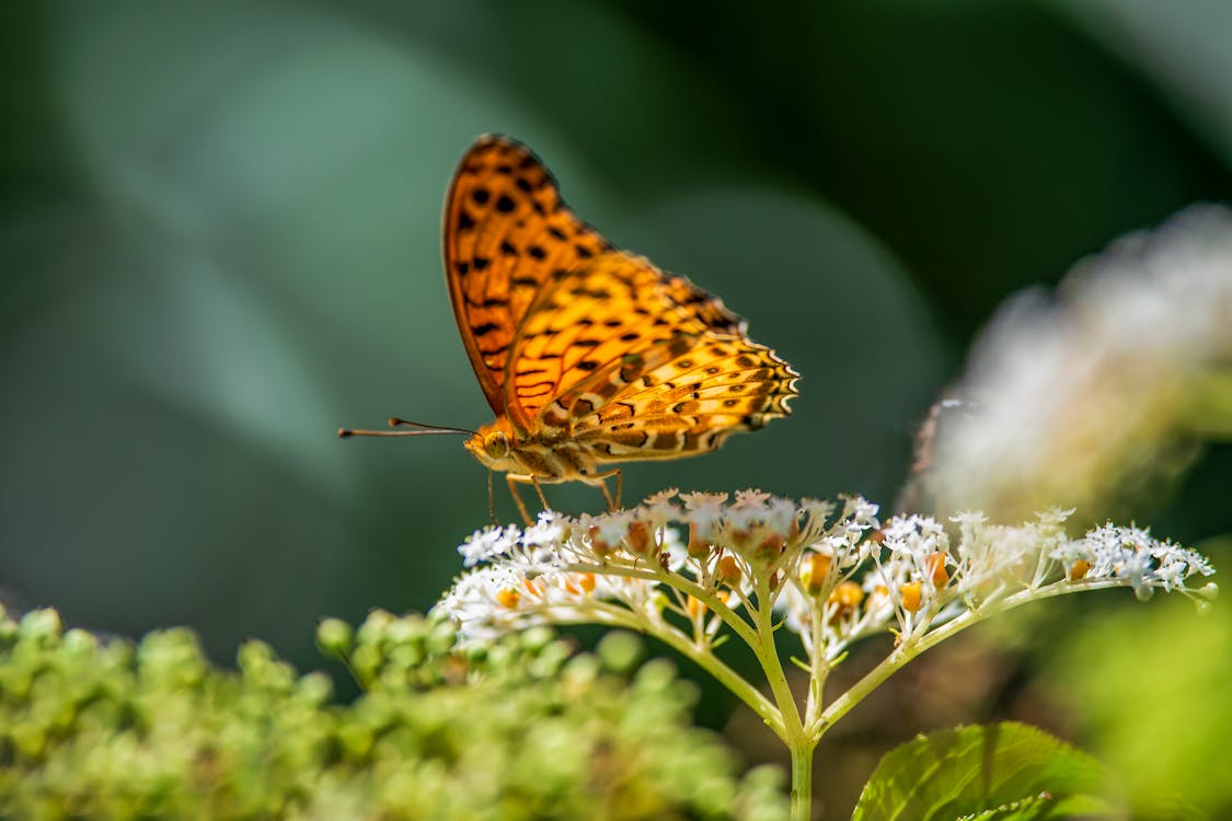 Free Brown and Black Butterfly Perched on White Flowers in Close Up Photography Stock Photo