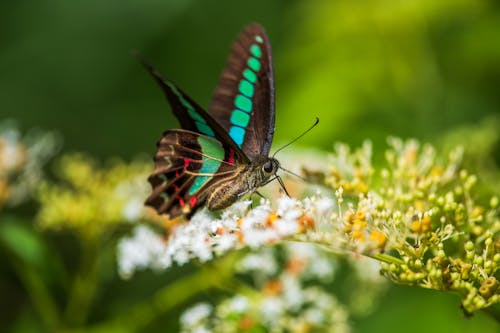 Black Butterfly Perched on Small Flowers