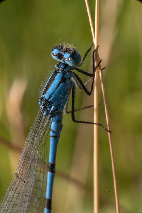 Close-Up Shot of Blue Damselfly