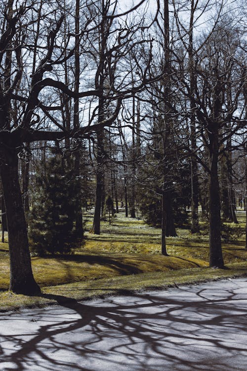 Bare Trees Along a Gray Road