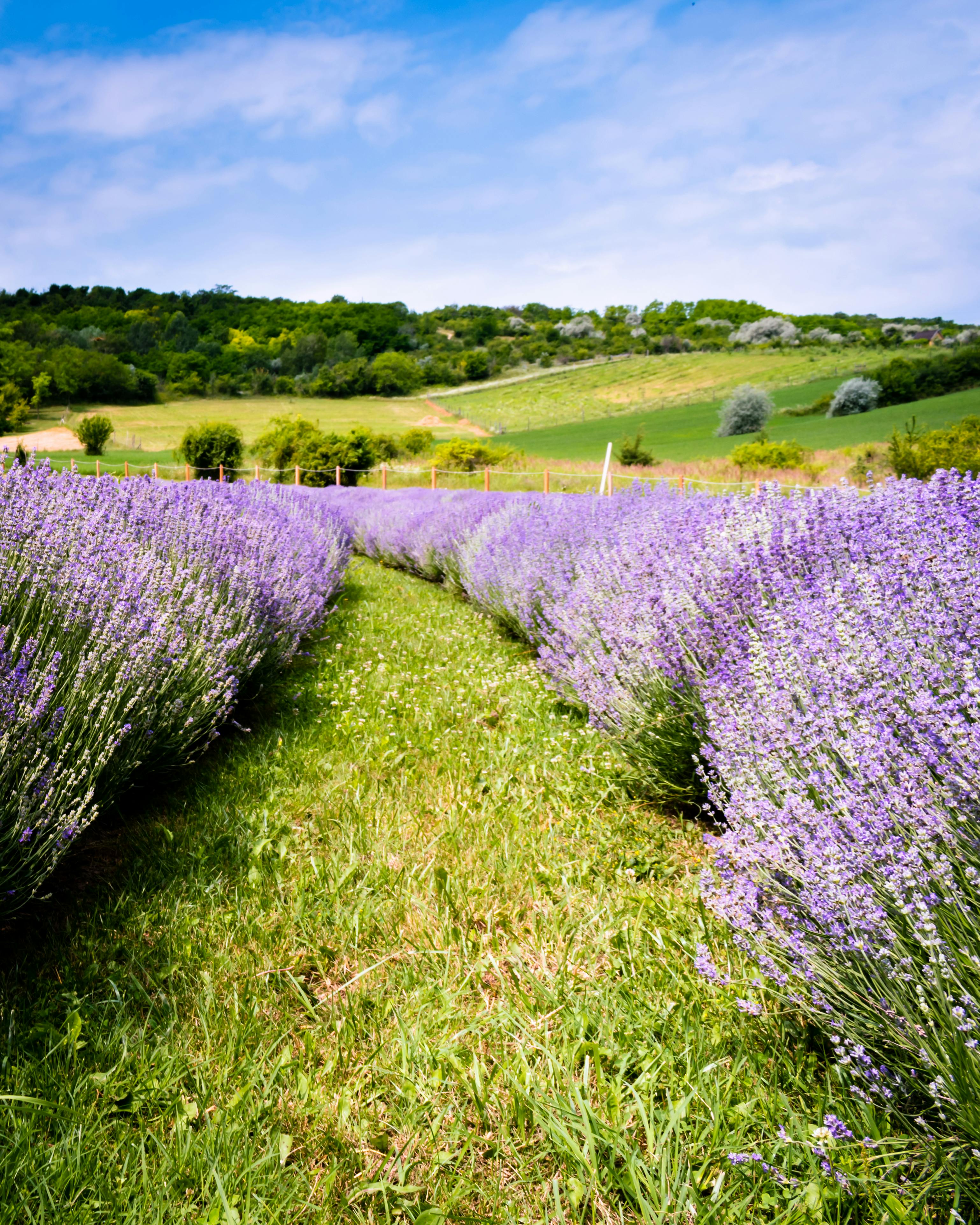 Retraite yoga en France: Provence