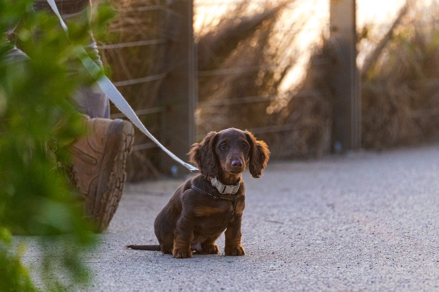 A dachshund puppy on a leash exploring a garden path