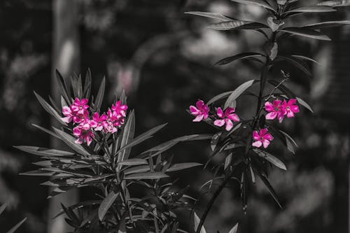 Free stock photo of pink flowers