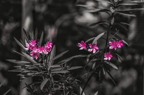 Foto d'estoc gratuïta de flors roses