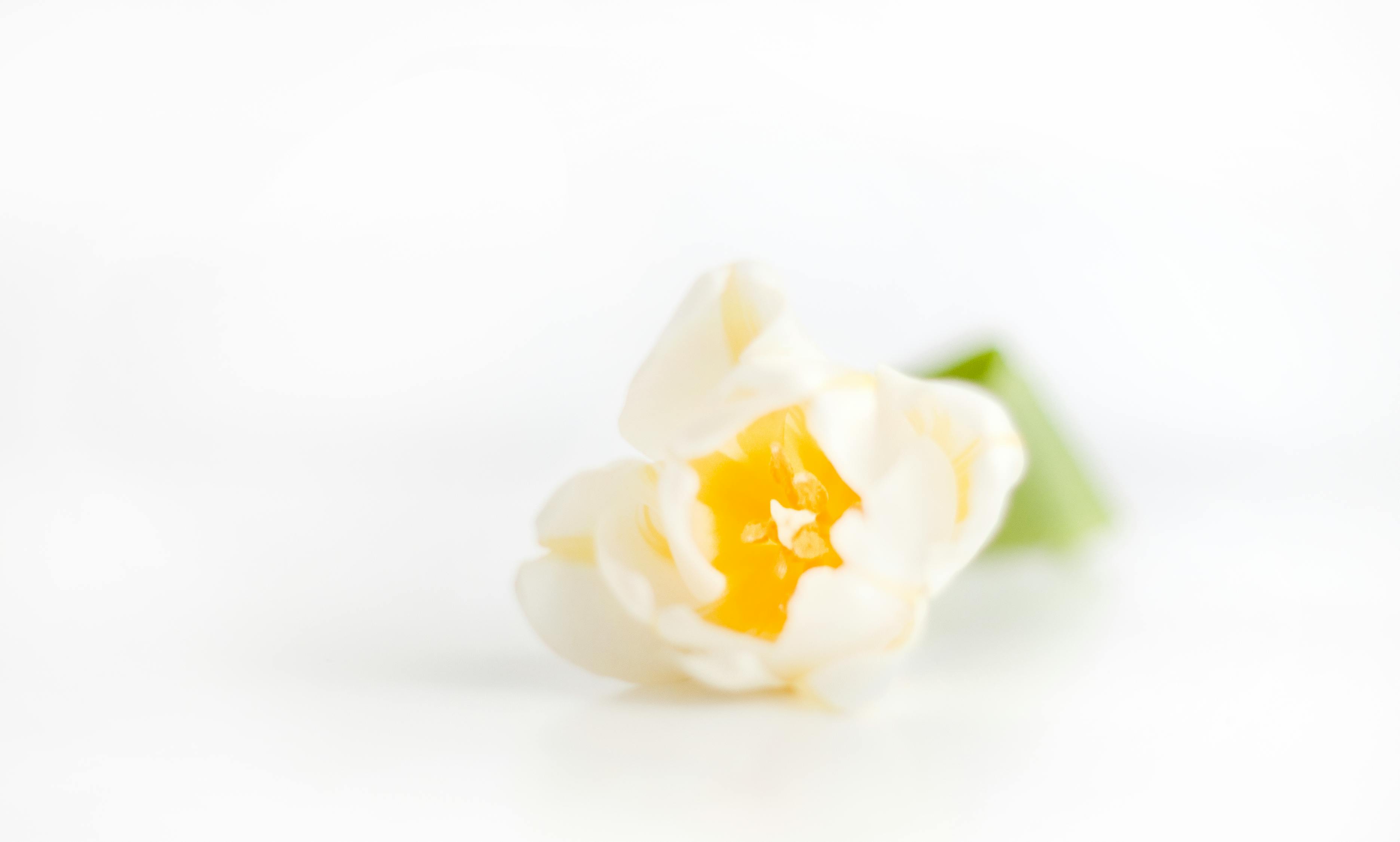 Free stock photo of floral, flowers, hand