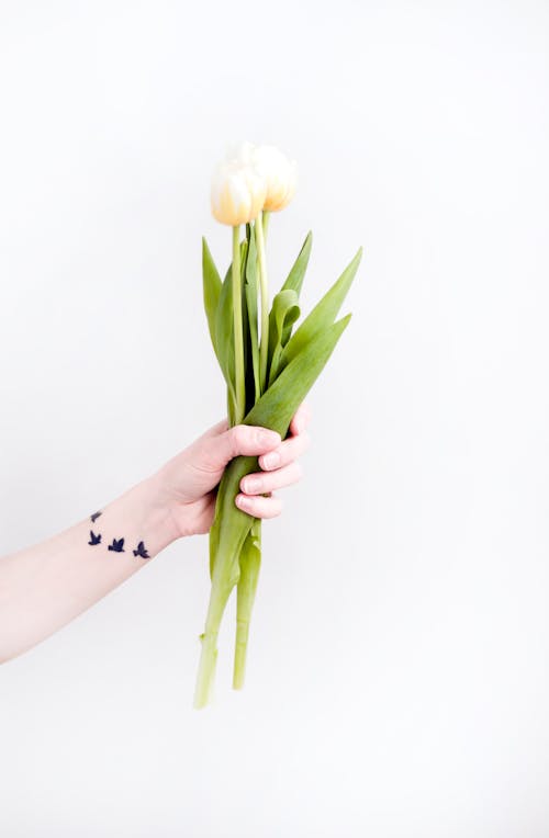 無料 チューリップの花を持っている人 写真素材