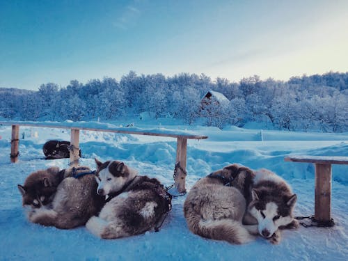Fotos de stock gratuitas de canidae, canino, clima helado