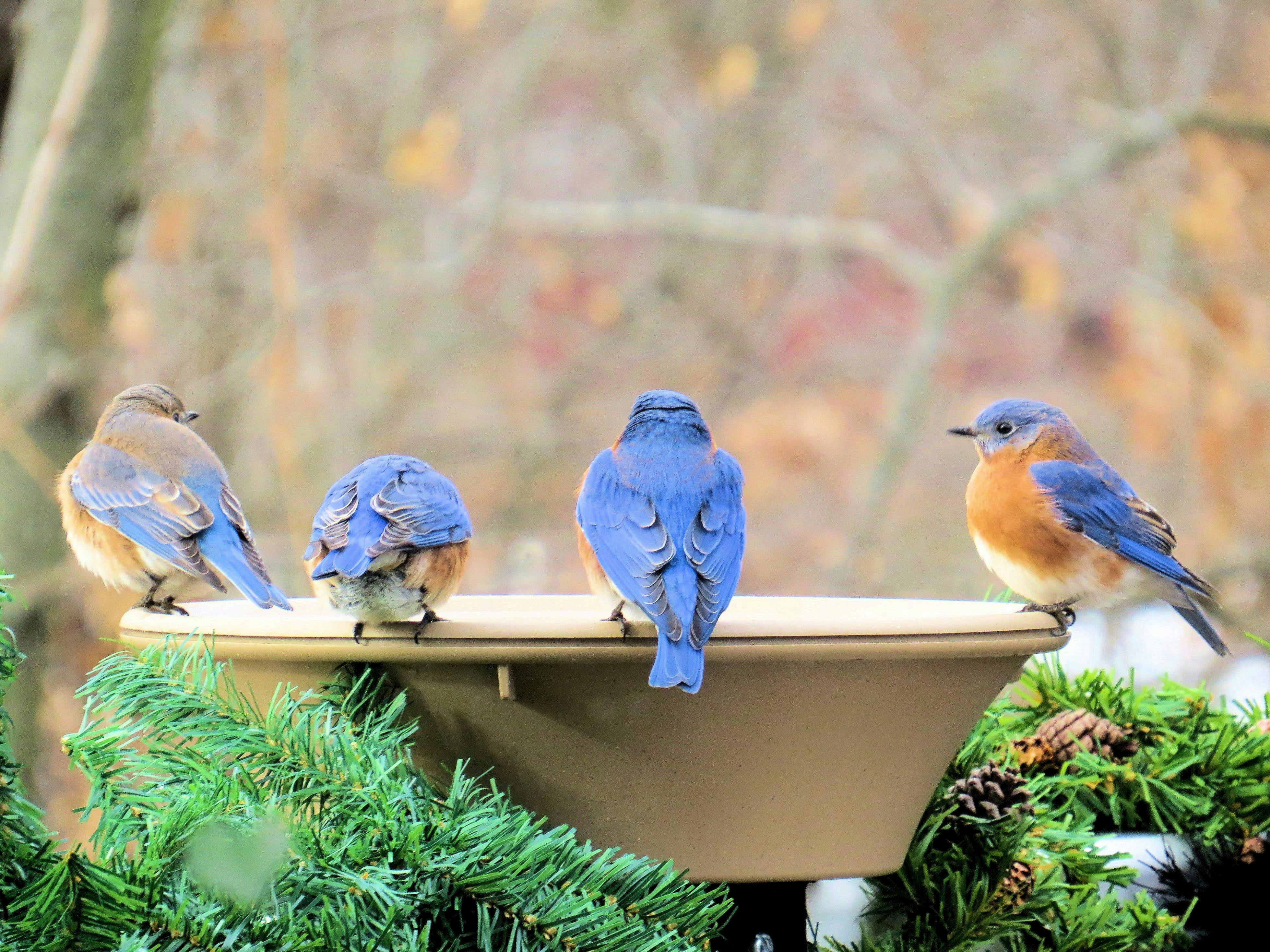 free-stock-photo-of-bird-bath-birdbath-blue-birds