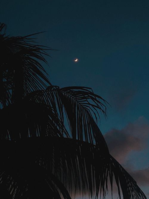 Free Silhouette of a palm tree against a dark sky with a crescent moon, creating a serene tropical evening ambiance. Stock Photo