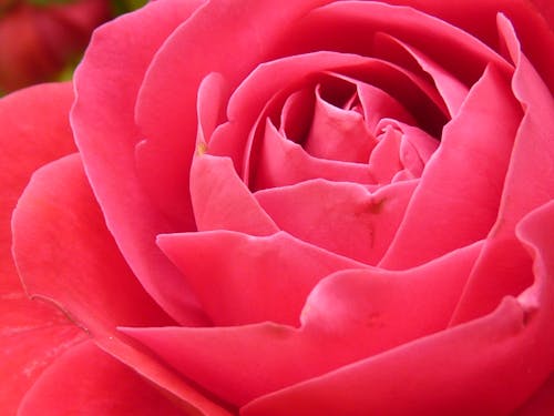 Pink Rose in Close Up Photography