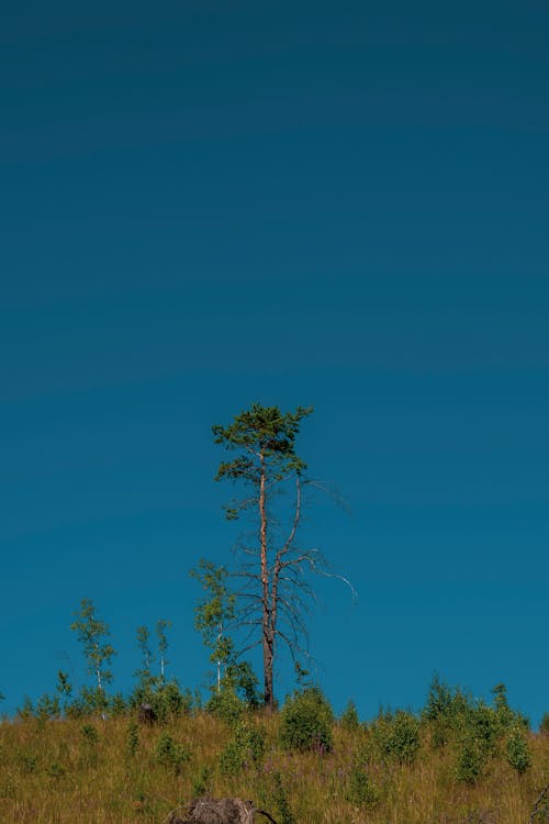 Fotobanka s bezplatnými fotkami na tému Copy Space, jasná obloha, krajina