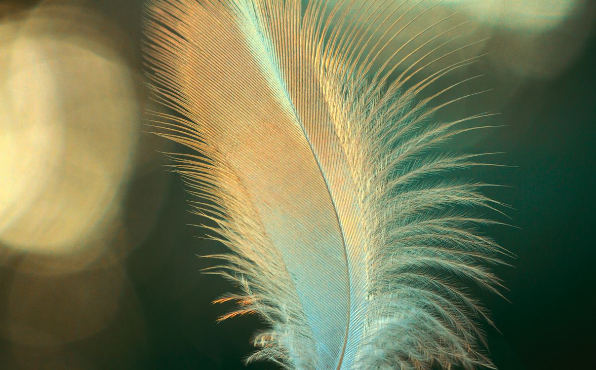 Close Up Photo Of A Bird Feather Free Stock Photo close-up-photo-of-a-bird-feather-free-stock-photo