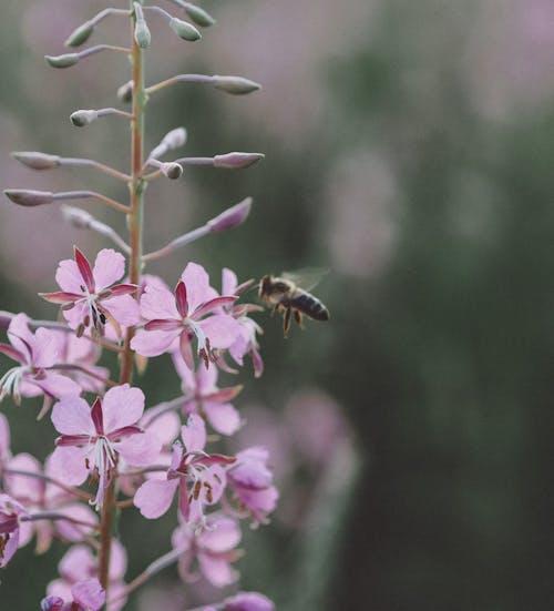 A Honeybee Flying Near the Pink Fireweed Flowers
