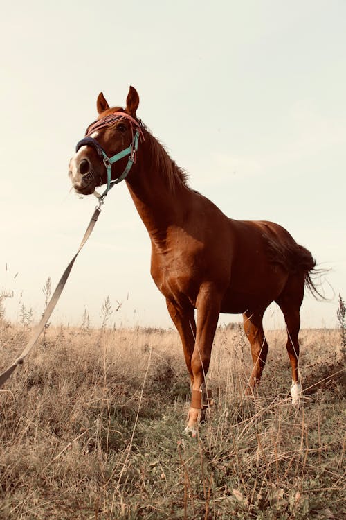 Gratis lagerfoto af brun hest, dyr, dyrefotografering