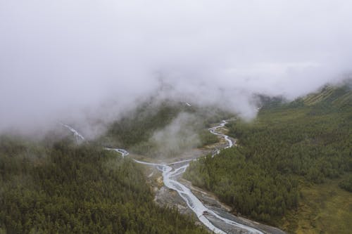 Green Trees on Foggy Mountain