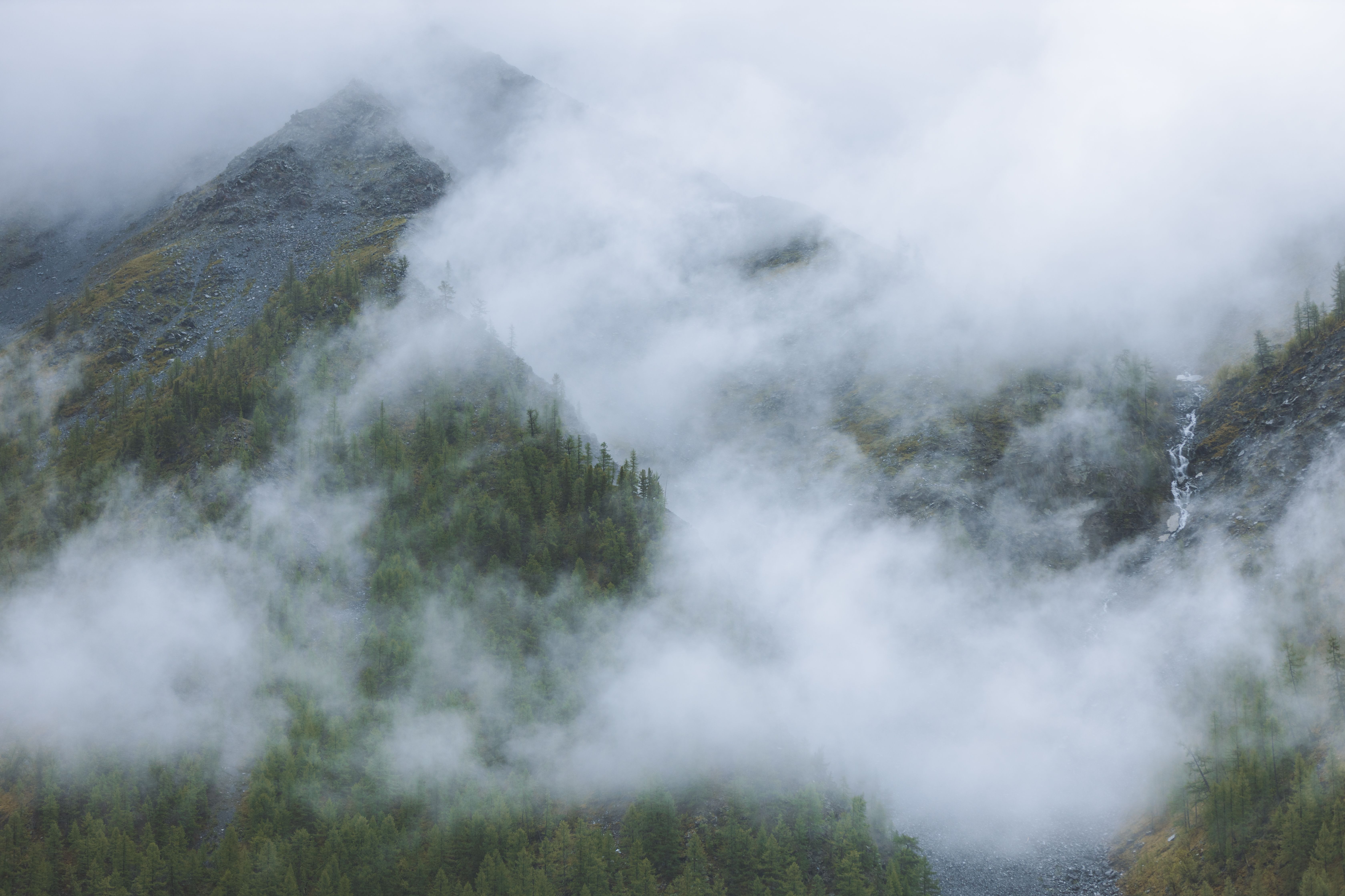Green Trees on the Mountain Covered in Fog · Free Stock Photo