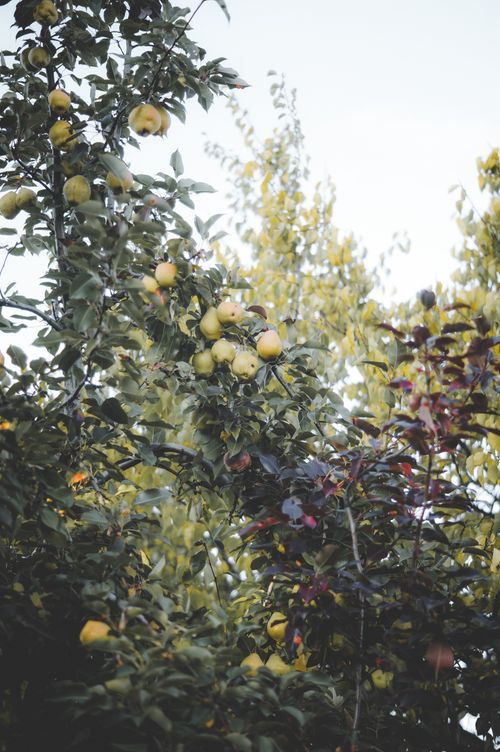 Free A vibrant view of apples hanging from tree branches in a lush orchard under a bright sky. Stock Photo