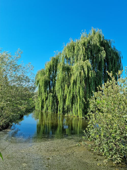 Free stock photo of weeping willow, willow Stock Photo