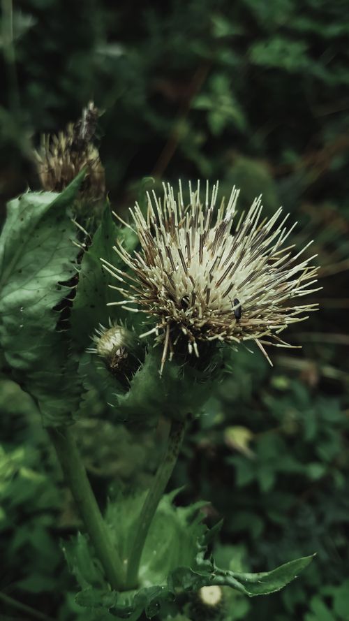 Free Detailed close-up of a thistle flower with spiky bracts in a natural setting, showcasing its unique texture and structure. Stock Photo