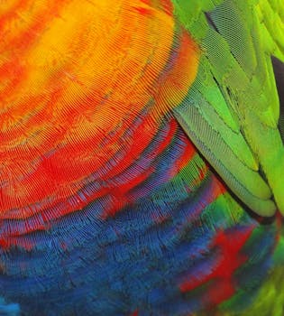 Colorful close-up of parrot feathers showcasing vibrant hues in macro detail.