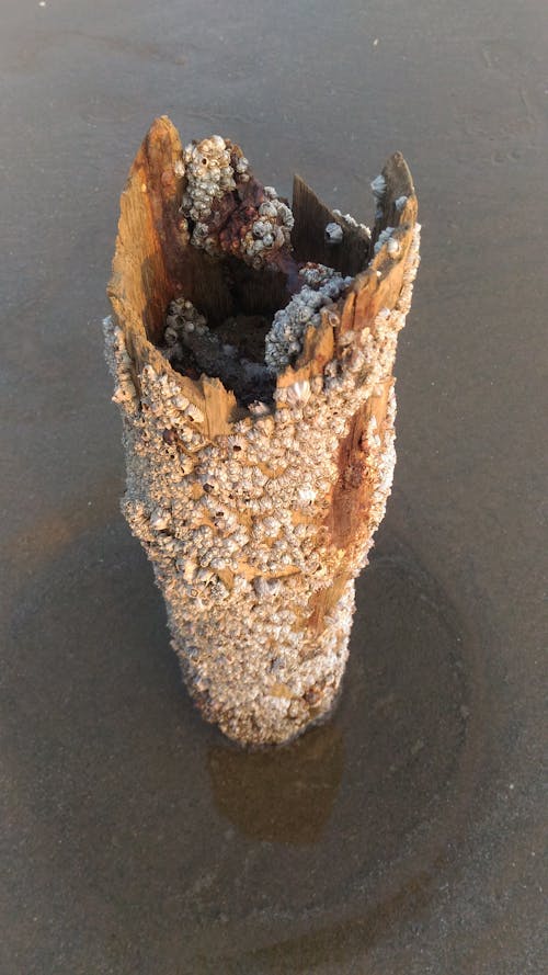 Free stock photo of sand, sea beach, tree bark