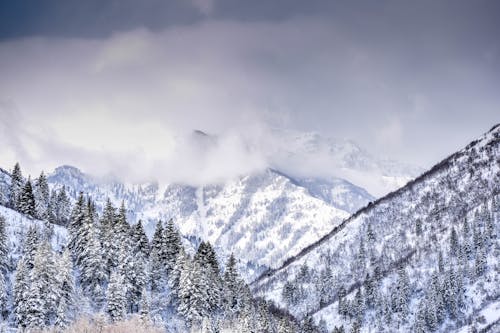 Free Mountain Covered With Trees and Snow Stock Photo