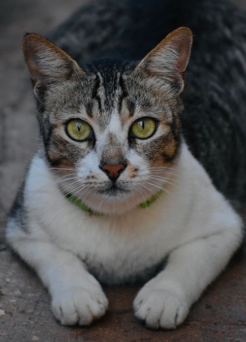 Free Close-up portrait of a tabby cat with striking green eyes staring at camera. Stock Photo