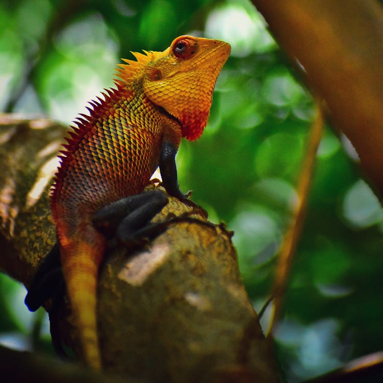 Colorful Chameleon On Brown Tree Trunk