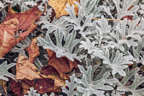 Prep Your Garden for Winter with These Easy End-of-Season Tasks
