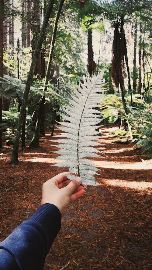 Person Holding Green Fern Leaf