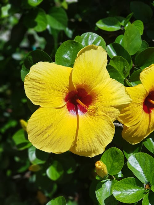 Yellow and Red Hibiscus in Bloom