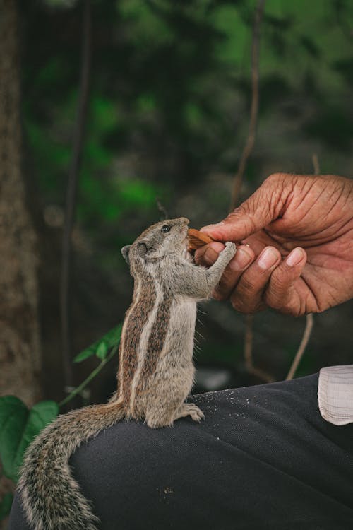 Person Holding Brown Squirrel