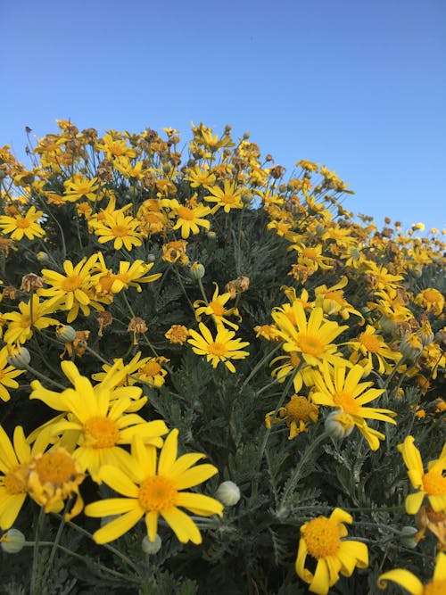 Photos gratuites de fleur jaune, fleurs jaunes, marguerite