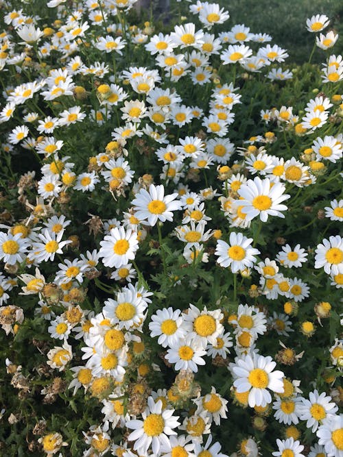 Bed of Daisies