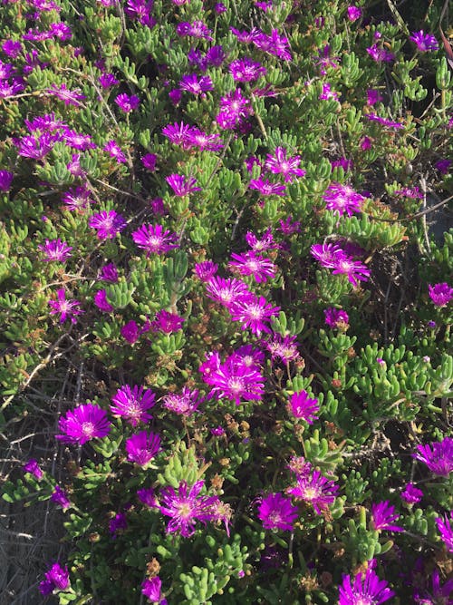 Photos gratuites de fleur violette, fond violet, fond violet clair