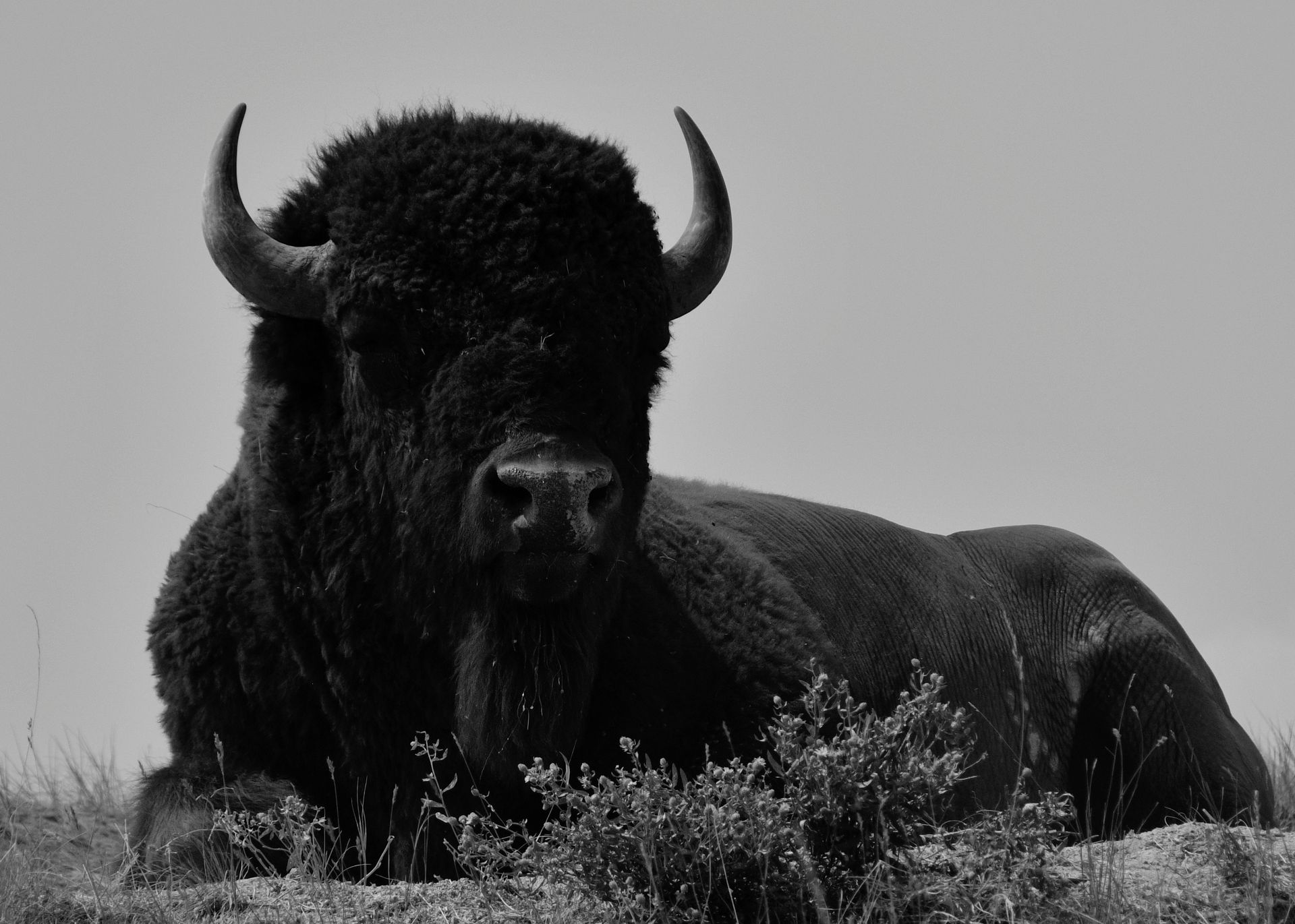 Grayscale Photo of a Bison Lying on the Grass