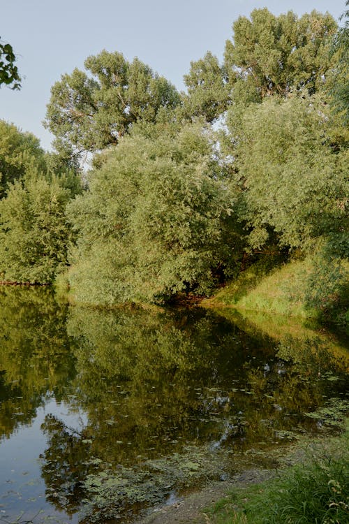 ağaçlar, çevre, dikey atış içeren Ücretsiz stok fotoğraf