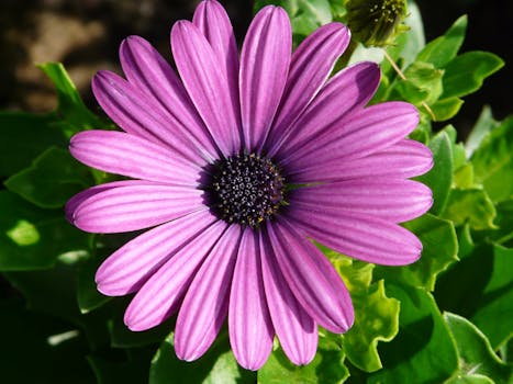 Purple Flower