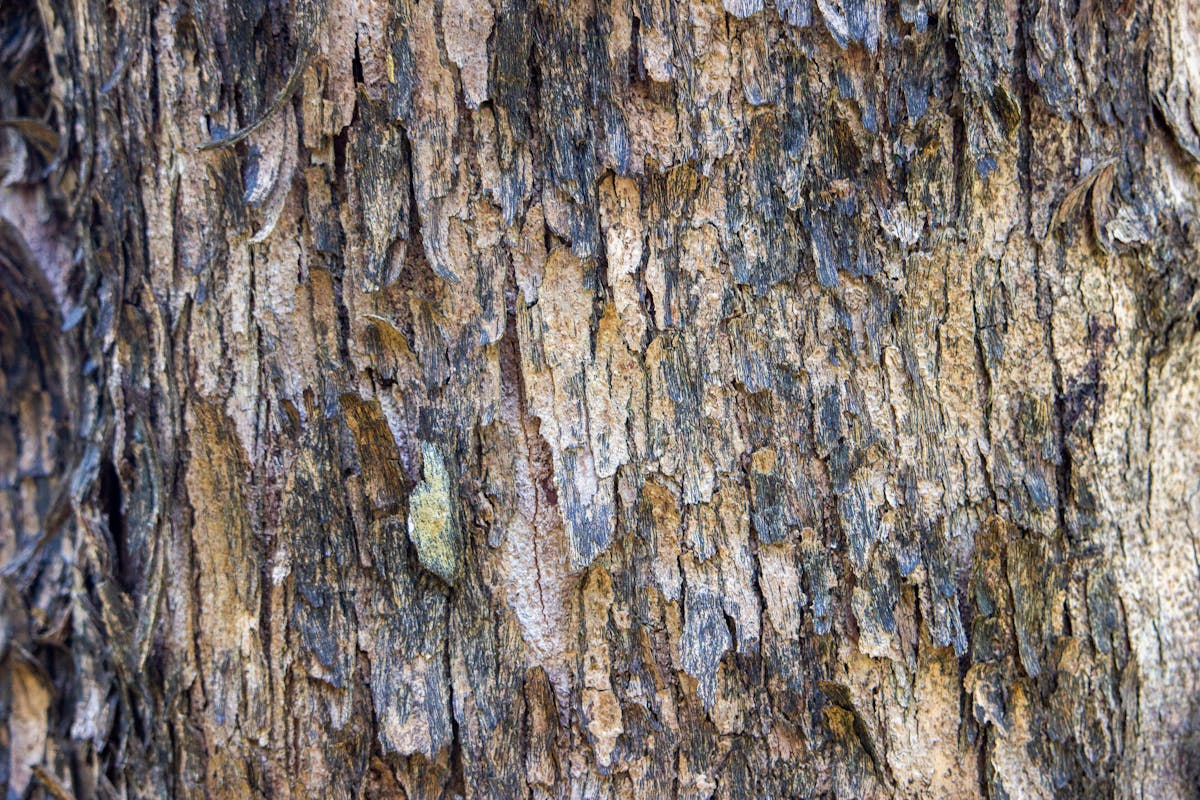 Crispy savory cakes served with salad and lemon wedges on a table