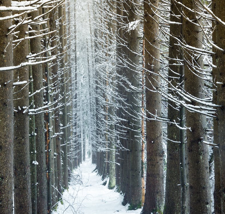 Základová fotografie zdarma na téma bílá, borovice, dřevo